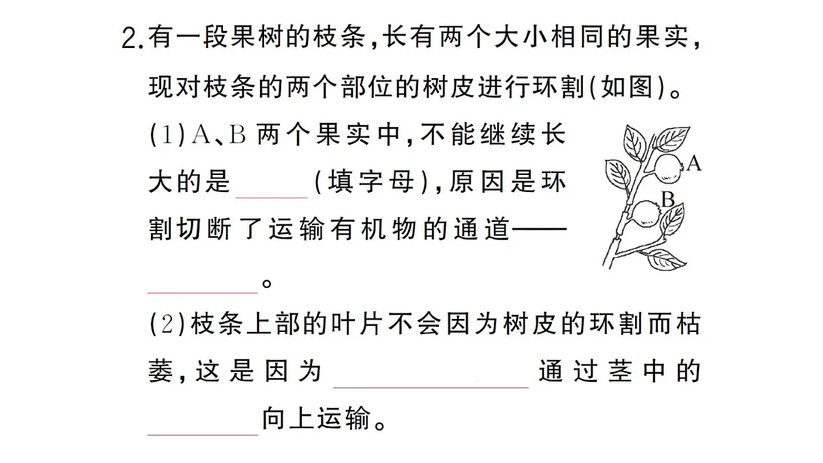 初中生物新人教版七年级下册第三单元第二章第二节第二课时 有机物的运输及其作用作业课件2025春第4页