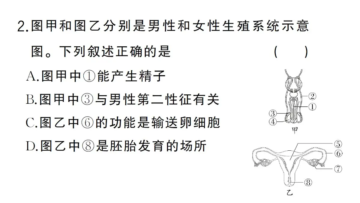 初中生物新人教版七年级下册第四单元第一章总结训练作业课件2025春第6页