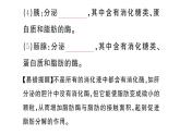 初中生物新人教版七年級下冊第四單元第二章第二節(jié)第一課時(shí) 食物的消化作業(yè)課件2025春