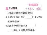 初中生物新人教版七年級下冊第四單元第二章第二節(jié)第二課時(shí) 營養(yǎng)物質(zhì)的吸收作業(yè)課件2025春