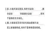 初中生物新人教版七年級下冊第四單元第二章第二節(jié)第二課時(shí) 營養(yǎng)物質(zhì)的吸收作業(yè)課件2025春