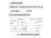 初中生物新人教版七年級下冊第四單元第二章第二節(jié)第二課時(shí) 營養(yǎng)物質(zhì)的吸收作業(yè)課件2025春