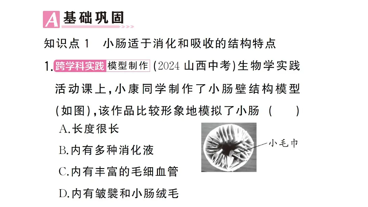 初中生物新人教版七年级下册第四单元第二章第二节第二课时 营养物质的吸收作业课件2025春第6页