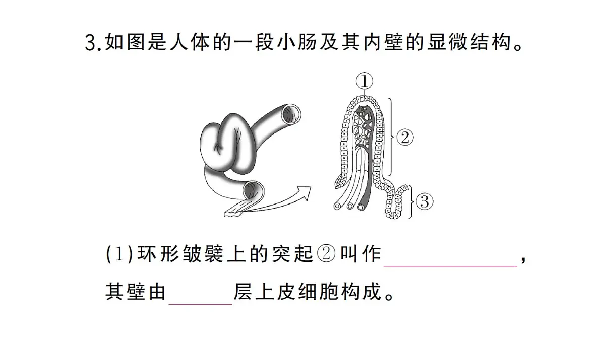 初中生物新人教版七年级下册第四单元第二章第二节第二课时 营养物质的吸收作业课件2025春第8页