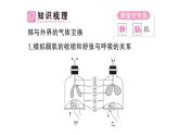 初中生物新人教版七年級(jí)下冊(cè)第四單元第三章第二節(jié)第一課時(shí) 肺與外界的氣體交換作業(yè)課件2025春