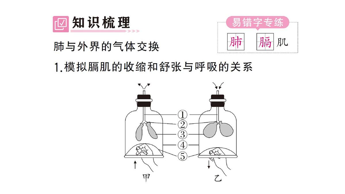 初中生物新人教版七年级下册第四单元第三章第二节第一课时 肺与外界的气体交换作业课件2025春第2页