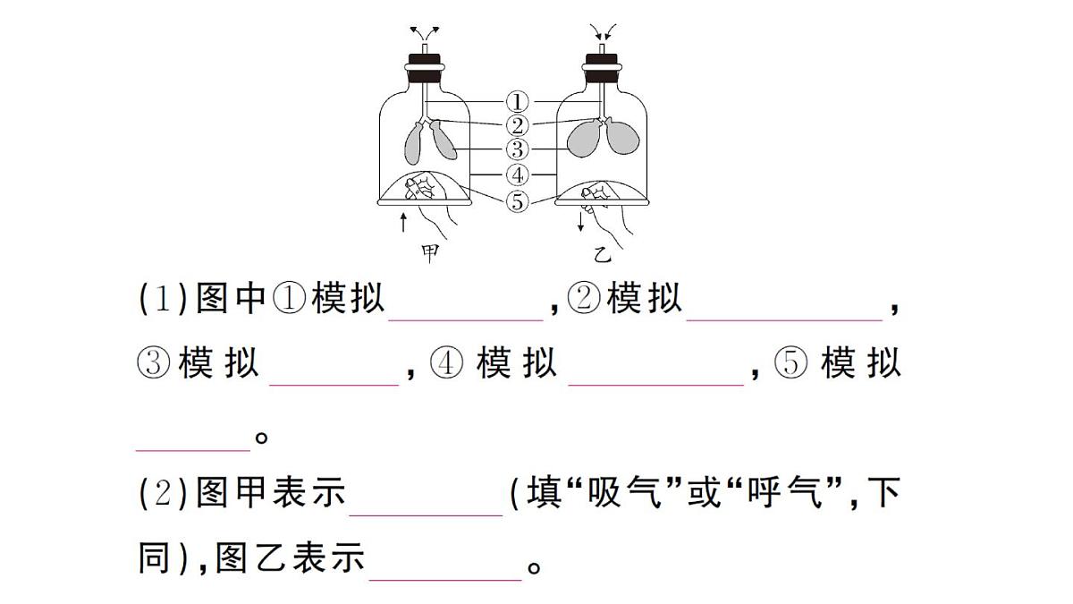 初中生物新人教版七年级下册第四单元第三章第二节第一课时 肺与外界的气体交换作业课件2025春第3页
