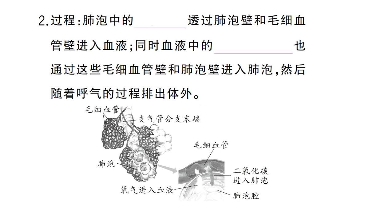 初中生物新人教版七年级下册第四单元第三章第二节第二课时 肺泡与血液的气体交换作业课件2025春第4页