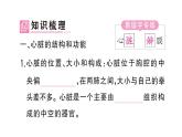 初中生物新人教版七年級(jí)下冊(cè)第四單元第四章第三節(jié)第一課時(shí) 心臟的結(jié)構(gòu)和功能作業(yè)課件2025春