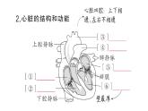 初中生物新人教版七年級(jí)下冊(cè)第四單元第四章第三節(jié)第一課時(shí) 心臟的結(jié)構(gòu)和功能作業(yè)課件2025春