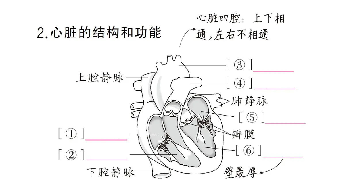 初中生物新人教版七年级下册第四单元第四章第三节第一课时 心脏的结构和功能作业课件2025春第3页