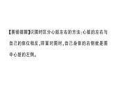 初中生物新人教版七年級(jí)下冊(cè)第四單元第四章第三節(jié)第一課時(shí) 心臟的結(jié)構(gòu)和功能作業(yè)課件2025春
