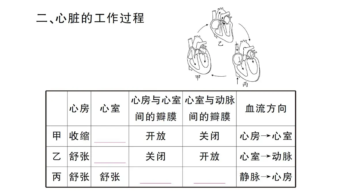 初中生物新人教版七年级下册第四单元第四章第三节第一课时 心脏的结构和功能作业课件2025春第6页