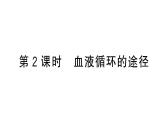 初中生物新人教版七年級(jí)下冊(cè)第四單元第四章第三節(jié)第二課時(shí) 血液循環(huán)的途徑作業(yè)課件2025春