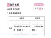 初中生物新人教版七年級(jí)下冊(cè)第四單元第四章第三節(jié)第二課時(shí) 血液循環(huán)的途徑作業(yè)課件2025春