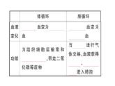 初中生物新人教版七年級(jí)下冊(cè)第四單元第四章第三節(jié)第二課時(shí) 血液循環(huán)的途徑作業(yè)課件2025春