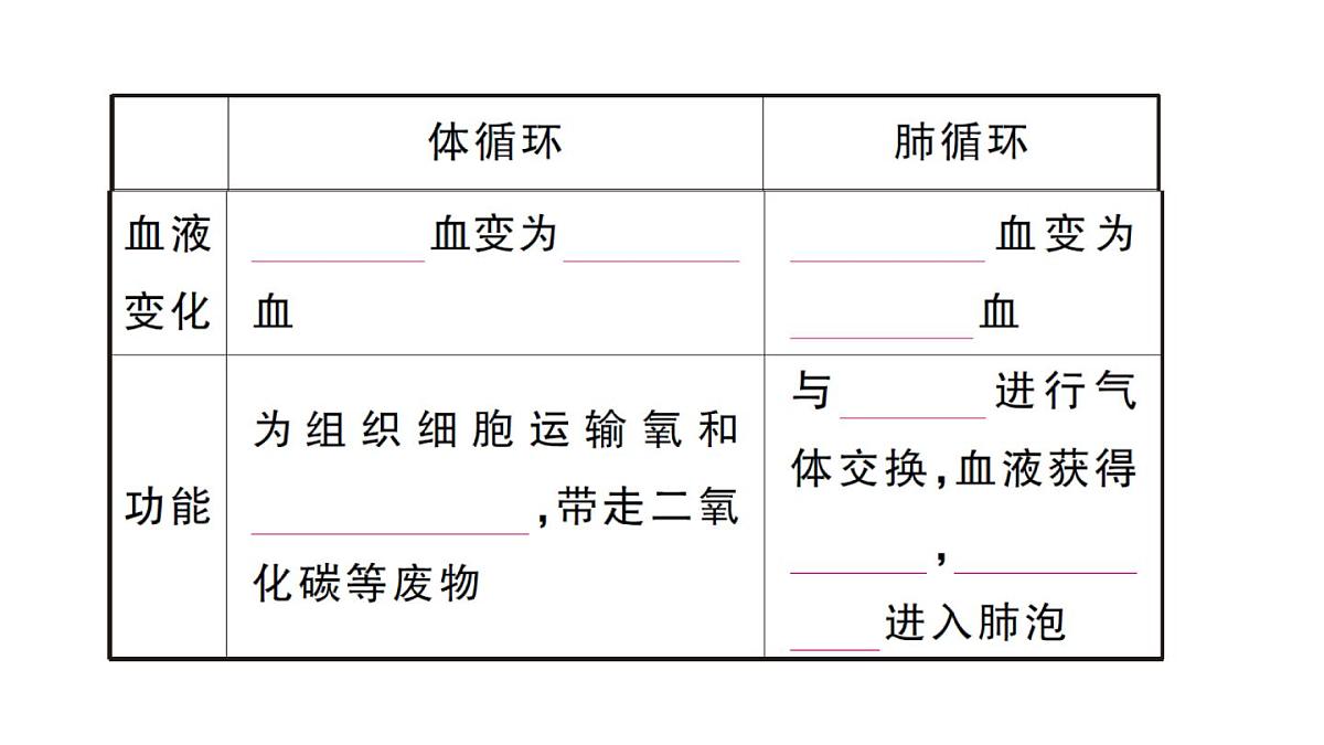 初中生物新人教版七年级下册第四单元第四章第三节第二课时 血液循环的途径作业课件2025春第3页