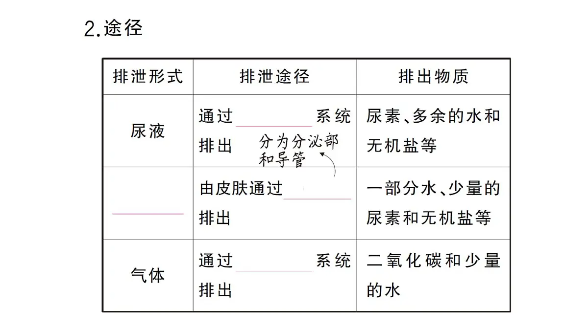 初中生物新人教版七年级下册第四单元第五章 人体内废物的排出作业课件2025春第3页
