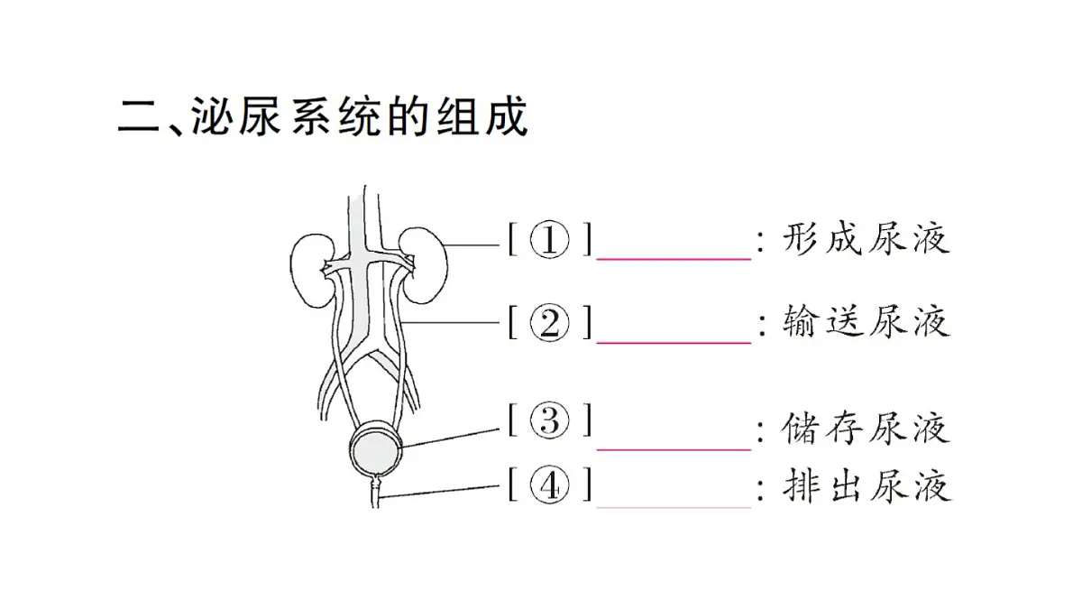 初中生物新人教版七年级下册第四单元第五章 人体内废物的排出作业课件2025春第5页