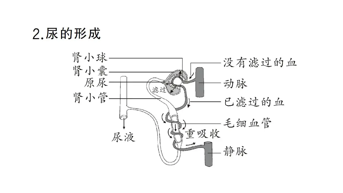 初中生物新人教版七年级下册第四单元第五章 人体内废物的排出作业课件2025春第8页