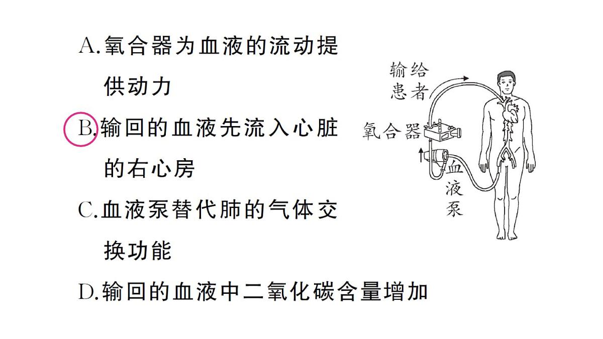 初中生物新人教版七年级下册第四单元第五章微专题四 人体消化、呼吸、循环、排泄综合练作业课件2025春第3页