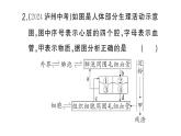 初中生物新人教版七年級(jí)下冊(cè)第四單元第五章微專題四 人體消化、呼吸、循環(huán)、排泄綜合練作業(yè)課件2025春