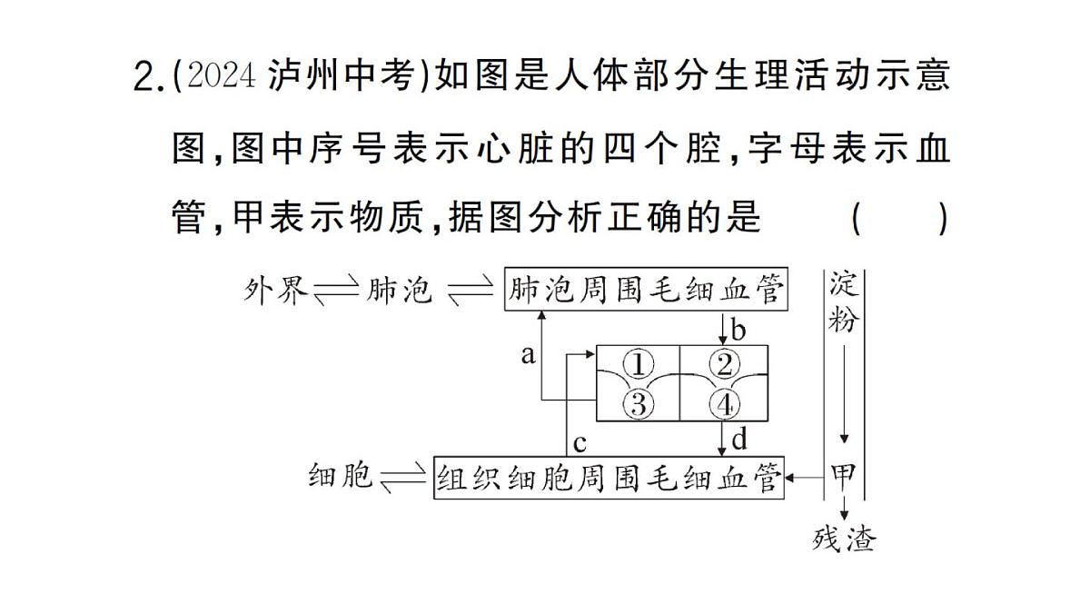 初中生物新人教版七年级下册第四单元第五章微专题四 人体消化、呼吸、循环、排泄综合练作业课件2025春第4页