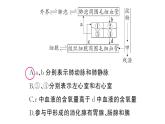 初中生物新人教版七年級(jí)下冊(cè)第四單元第五章微專題四 人體消化、呼吸、循環(huán)、排泄綜合練作業(yè)課件2025春