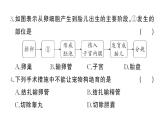 初中生物新人教版七年級下冊第四單元第一、二章綜合訓練作業(yè)課件2025春