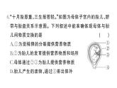 初中生物新人教版七年級下冊第四單元第一、二章綜合訓練作業(yè)課件2025春