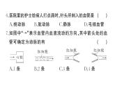 初中生物新人教版七年級下冊第四單元第四、五章綜合訓練作業(yè)課件2025春