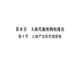 初中生物新北師大版七年級(jí)下冊(cè)第4單元第9章第1節(jié) 人體產(chǎn)生的代謝廢物作業(yè)課件2025春