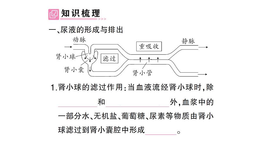 初中生物新北师大版七年级下册第4单元第9章第2节第2课时 尿的形成与排出作业课件2025春第2页