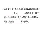 初中生物新北師大版七年級下冊第4單元第9章第2節(jié)第2課時(shí) 尿的形成與排出作業(yè)課件2025春