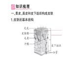 初中生物新北師大版七年級下冊第4單元第9章第3節(jié) 皮膚與汗液分泌作業(yè)課件2025春