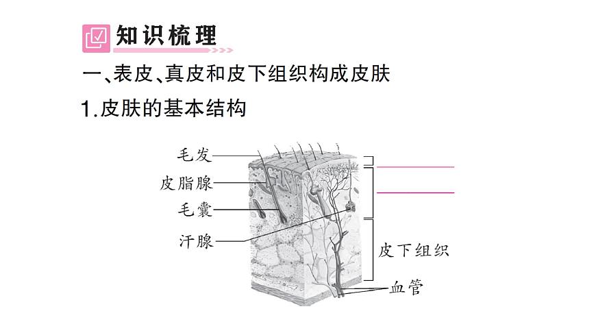 初中生物新北师大版七年级下册第4单元第9章第3节 皮肤与汗液分泌作业课件2025春第2页
