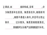 初中生物新北師大版七年級下冊第4單元第9章第3節(jié) 皮膚與汗液分泌作業(yè)課件2025春