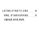 初中生物新北師大版七年級下冊第4單元第9章第3節(jié) 皮膚與汗液分泌作業(yè)課件2025春