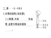 初中生物新北师大版七年级下册第4单元第11章 第1节 人体的骨骼作业课件2025春