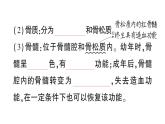 初中生物新北师大版七年级下册第4单元第11章 第1节 人体的骨骼作业课件2025春
