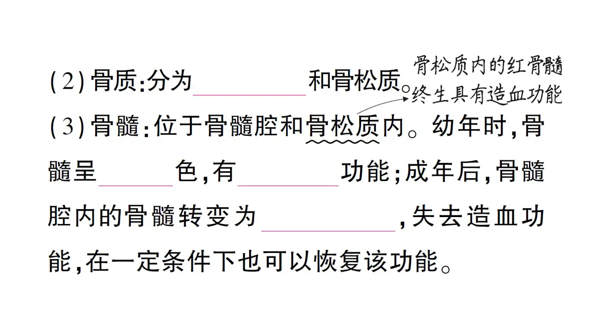 初中生物新北师大版七年级下册第4单元第11章 第1节 人体的骨骼作业课件2025春第4页