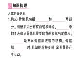 初中生物新北師大版七年級下冊第4單元第11章 第2節(jié) 人體的骨骼肌作業(yè)課件2025春