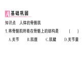 初中生物新北師大版七年級下冊第4單元第11章 第2節(jié) 人體的骨骼肌作業(yè)課件2025春