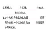 初中生物新北師大版七年級下冊第4單元第11章第3節(jié) 運動的形成作業(yè)課件2025春