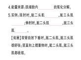初中生物新北師大版七年級下冊第4單元第11章第3節(jié) 運動的形成作業(yè)課件2025春