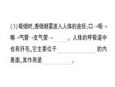 初中生物新北師大版七年級下冊跨學科實踐活動活動一 自制實驗裝置，認識吸煙有害健康作業(yè)課件2025春