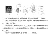 初中生物新北师大版七年级下册期末大单元整合人体的结构与生理作业课件2025春