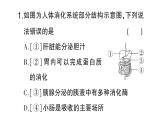 初中生物新北师大版七年级下册期末识图理解题作业课件2025春