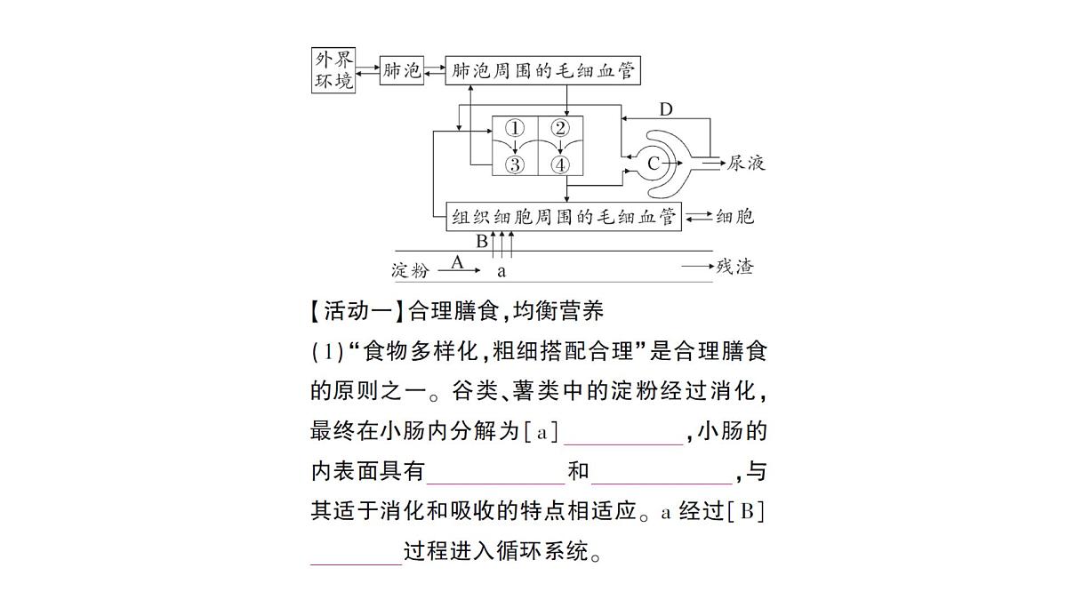 初中生物新北师大版七年级下册期末项目式学习作业课件2025春第3页