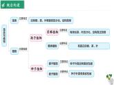 第七章 藻类与植物类群 复习课件 2025学年苏科版生物七年级下册